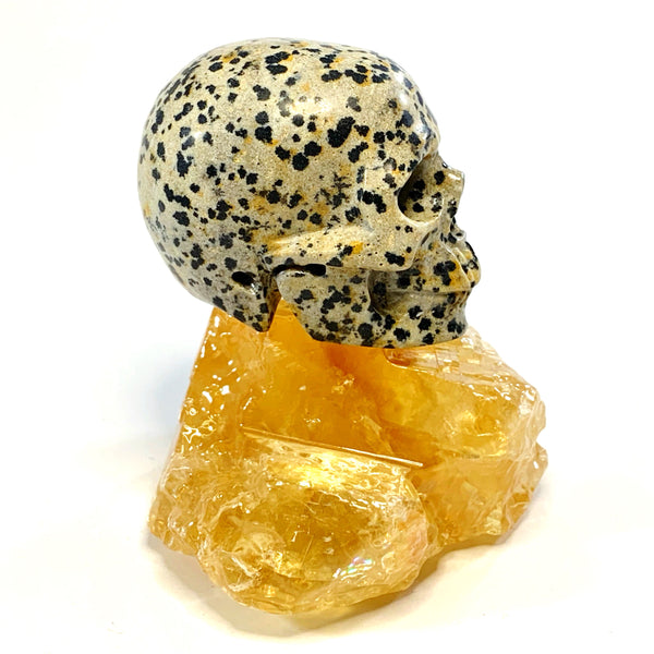 Dalmatian Jasper Skull